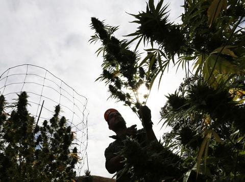 California Marijuana