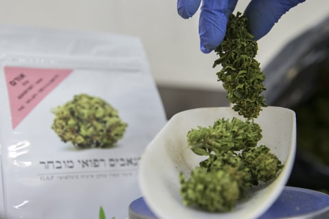 n Israeli woman weighs marijuana plants at the BOL (Breath Of Life) Pharma greenhouse in the country's second-largest medical cannabis plantation, near Kfar Pines in northern Israel, on March 9, 2016. The recreational use of cannabis is illegal in the Jewish state, but for the past 10 years its therapeutic use has not only been permitted but also encouraged
