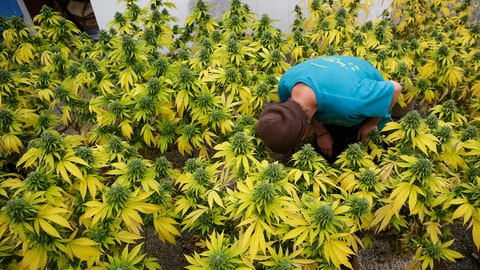 Marijuana