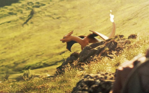 A Charizard in the wild