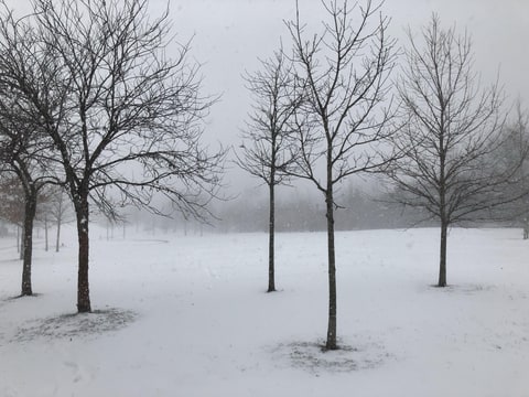 The park near where Young lives
