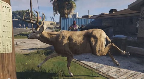 San Andreas Streaming Deer Cam