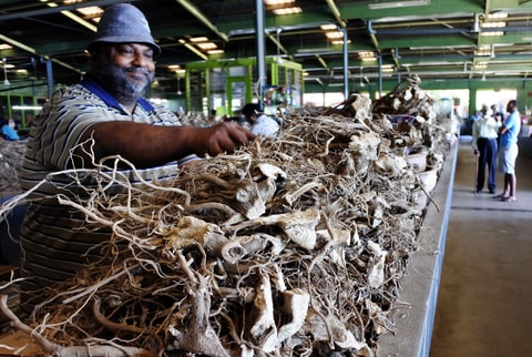 Fijian man sale pepper plant roots in the market. It used to produce a drink with sedative properties. Kava is consumed throughout the Pacific Ocean cultures of Polynesia.