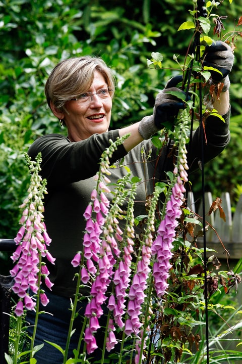 Marianne Bays works in a flower garden at her home Friday, May 28, 2010, in Montclair, N.J. After decades as a business consultant, Marianne Bays is tired of the corporate world and wants to try a new career. She wants to be your ill grandfather's pot dealer. And she wants to do it legally. In January, New Jersey became the 14th state to allow medical marijuana. The law goes into effect July 1, but it's likely to take several months after that before the state has regulations written and in place. For now, Bays and others are quietly setting up nonprofit groups that will submit applications to run the first treatment centers. (AP Photo/Mel Evans)