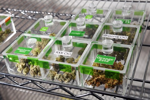 strains of marijuana