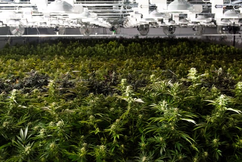 Medical Marijuana Could Be the Cure for the Opioid Crisis