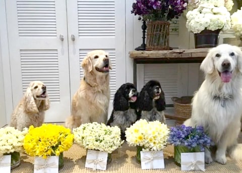 oprah s dogs oprah winfrey s dogs give flowers for every us weekly oprah s dogs oprah winfrey s dogs give flowers for every us weekly