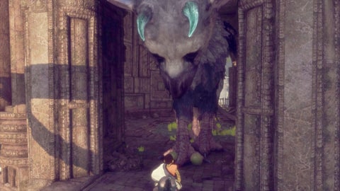 Trico feces