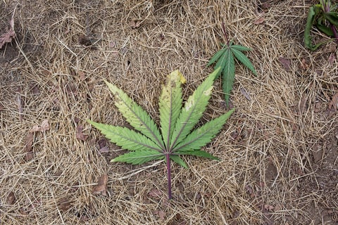A stray marijuana leaf