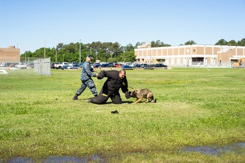 Petty Officer David Fuller practices patrol techniques with his assigned canine Misa at Dam Neck Fleet Training Center. Fuller acts out a different scenario with his colleague in the protective suit every time to help give a sense of practical realism to the excersize.