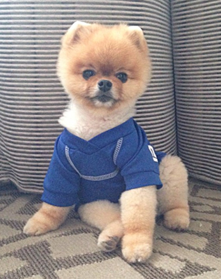 what type of is jiffpom jiff pom vs cat related keywords jiff pom vs cat keywords keywordsking what type of is jiffpom jiff pom vs cat related keywords jiff pom vs cat keywords keywordsking