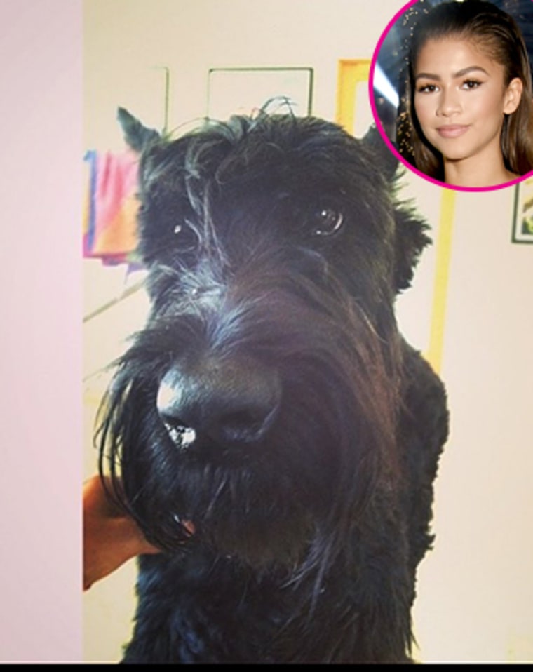 Zendaya's Childhood Dog Dies: "One of the Most Loyal Men in My Life