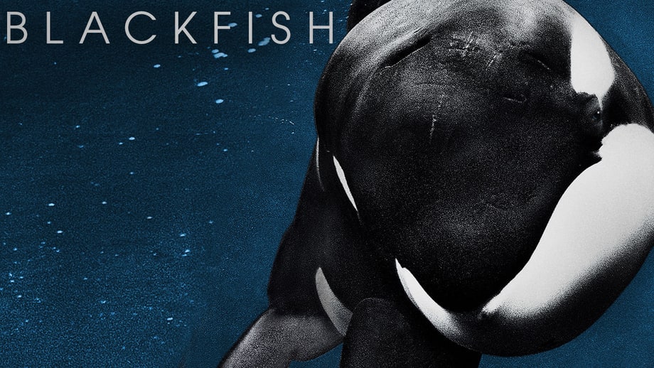 Blackfish