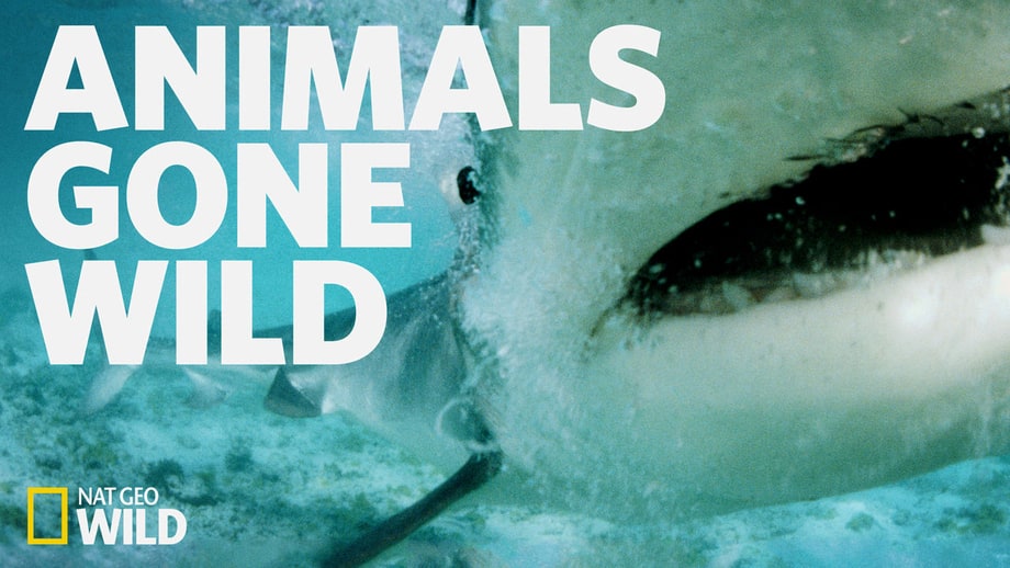 Animals Gone Wild: Season 1