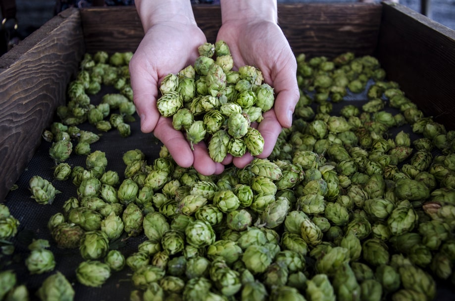 20 Breweries That Grow Their Own Hops
