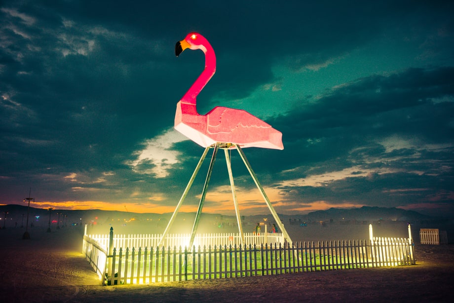 'Phoenicopterus Rex'