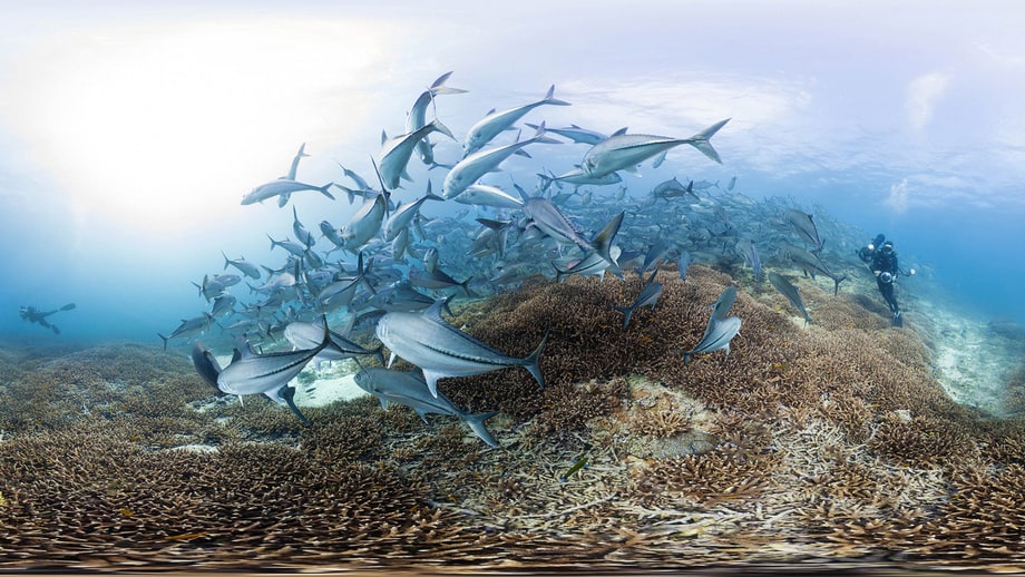 Fri 7/14 Chasing Coral (Netflix)