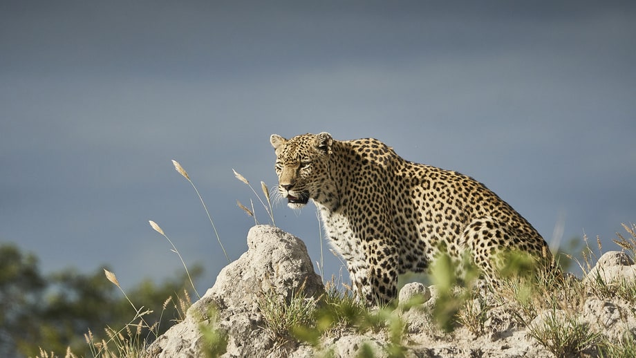 Sun 7/9: Earth Live / Safari Live (Nat Geo)