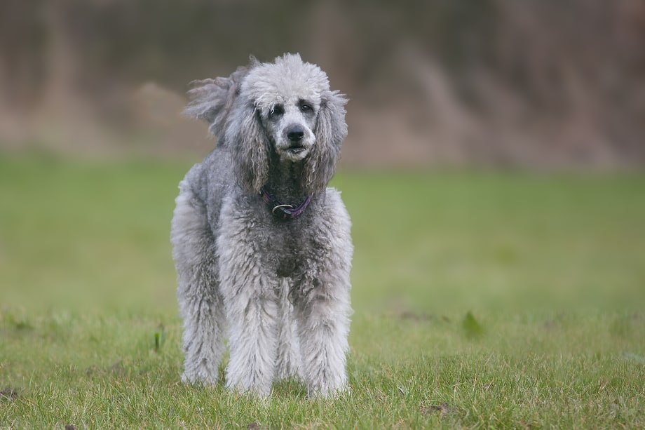Standard Poodle