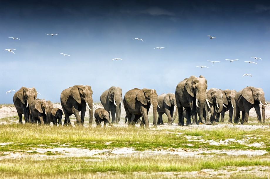 Best Environmental Documentaries Streaming on Netflix Now