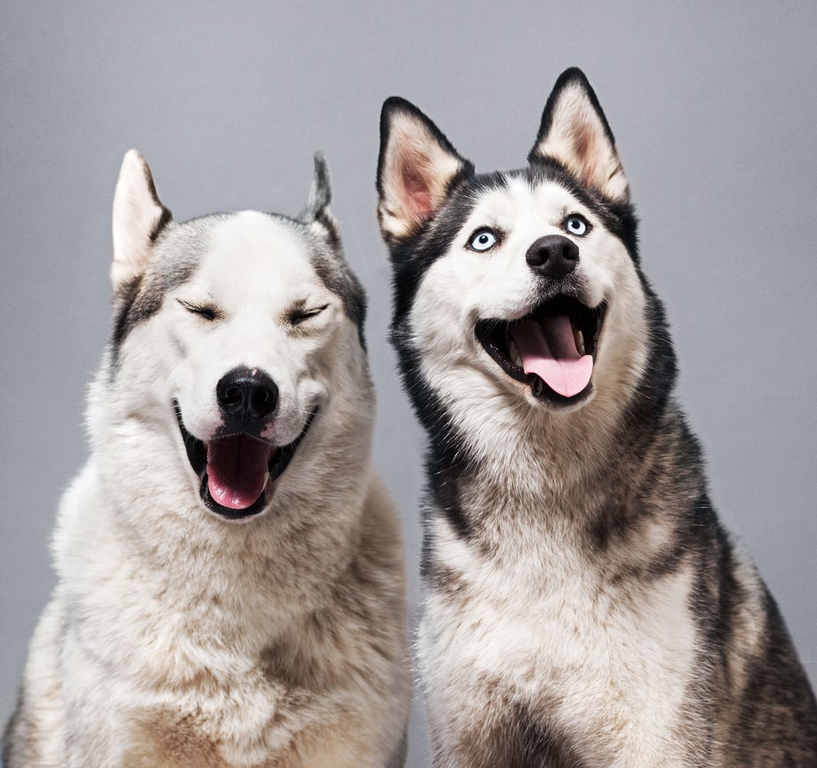Siberian Husky