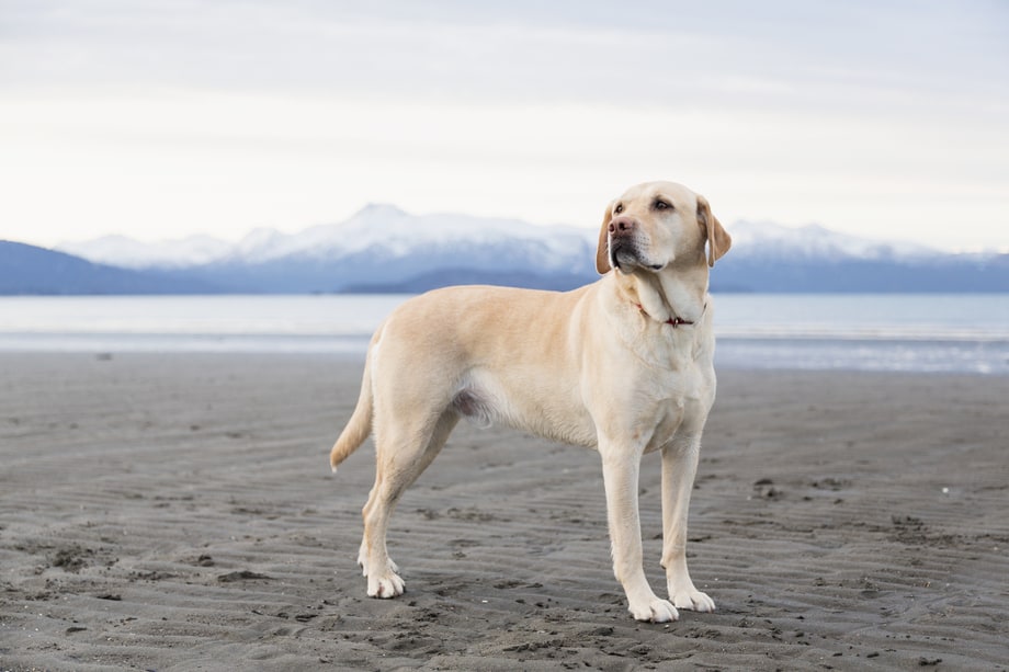 Labrador Retriever