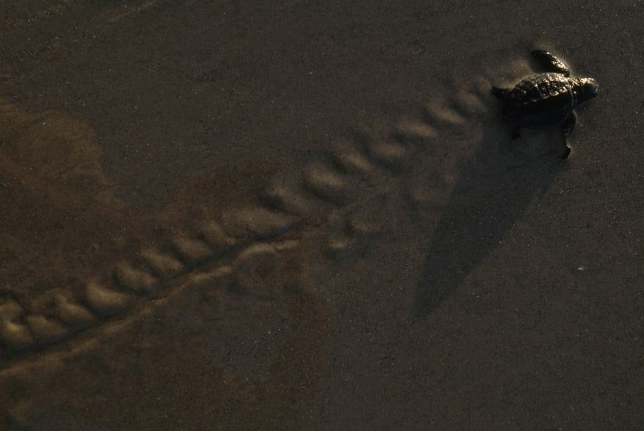 Watch newly hatched sea turtles return to the wild on Padre Island.