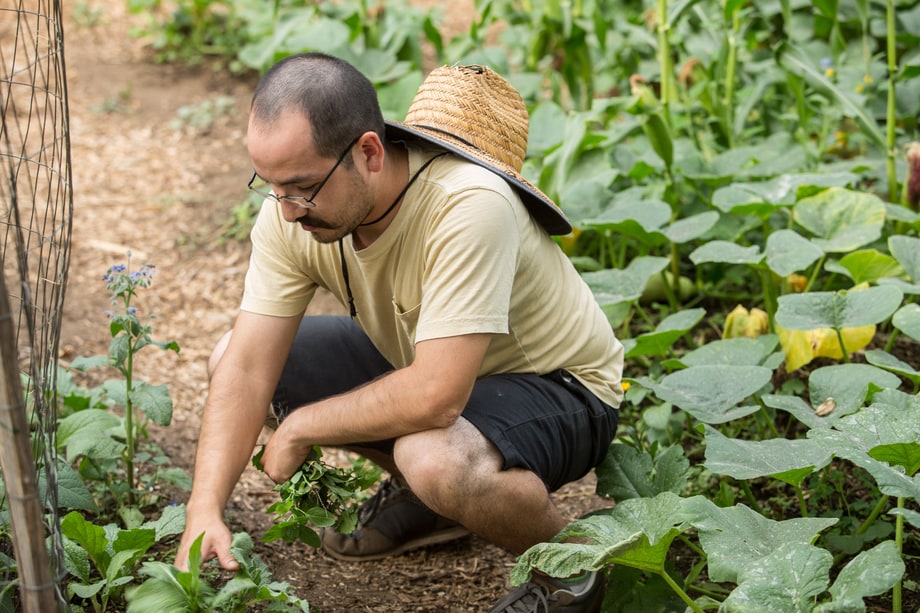 Urban Farm Collective