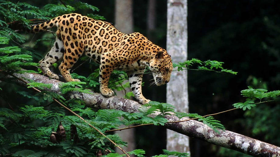 Tues 2/21: Jaguar: Supercat (National Geographic)