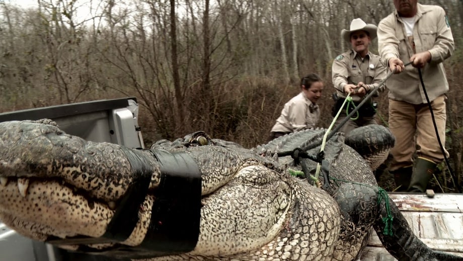 Thurs, 3/23: Lone Star Law (Animal Planet)