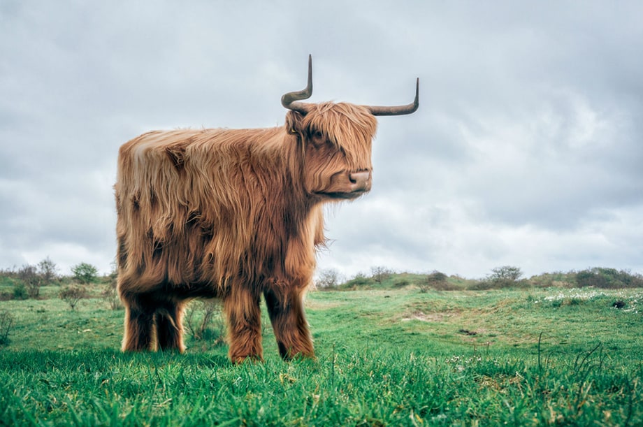 Artist Gives IRL Animals the 'Minecraft' Look