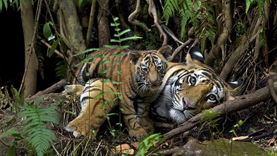 18 Tips for Shooting Nature Photos Like a Pro