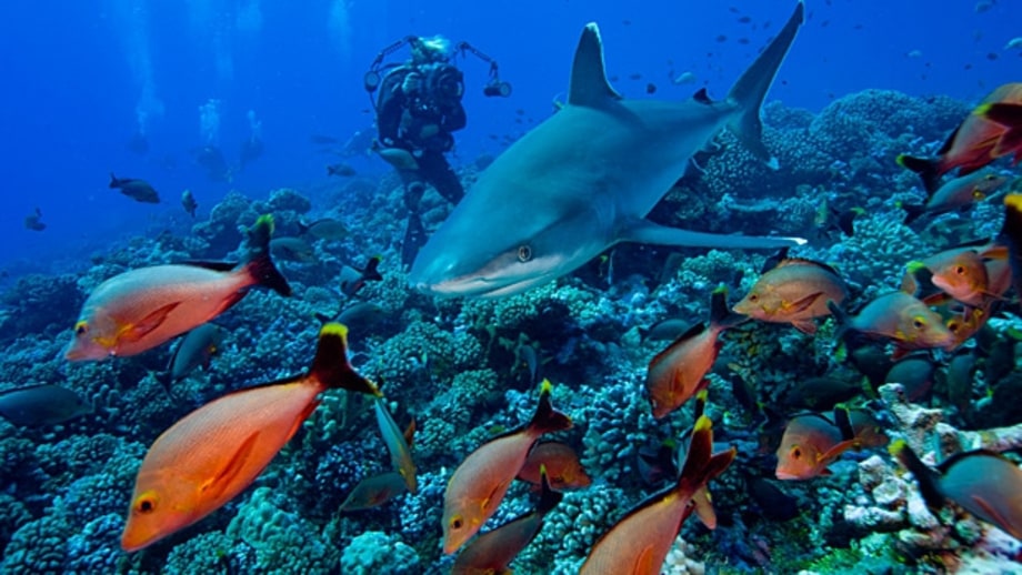 Dive into a shark buffet.