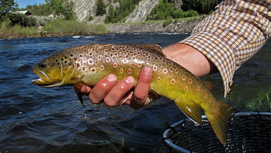 Montana: The Freeway of Fish