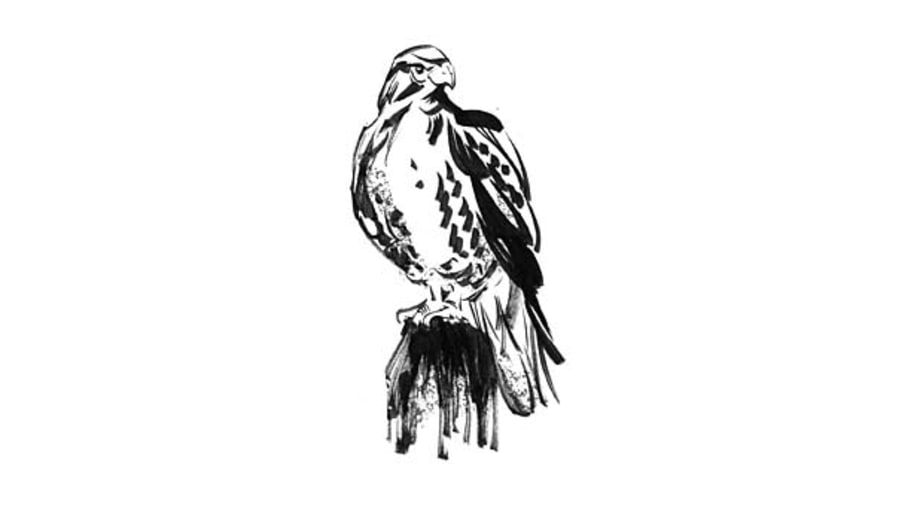 North Carolina: Hunt With a Hawk