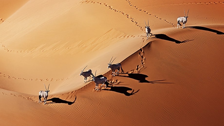 Safari in Namibia