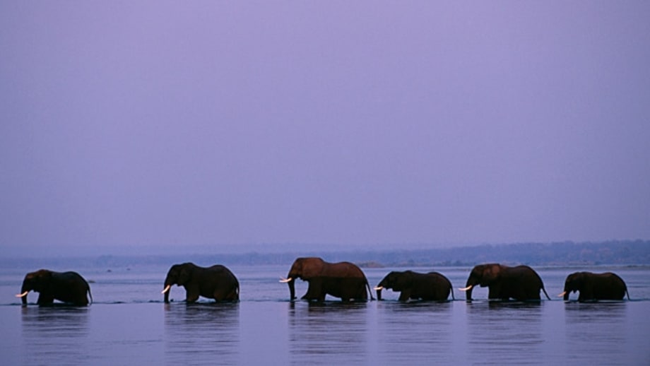 Safari in wild Zambia