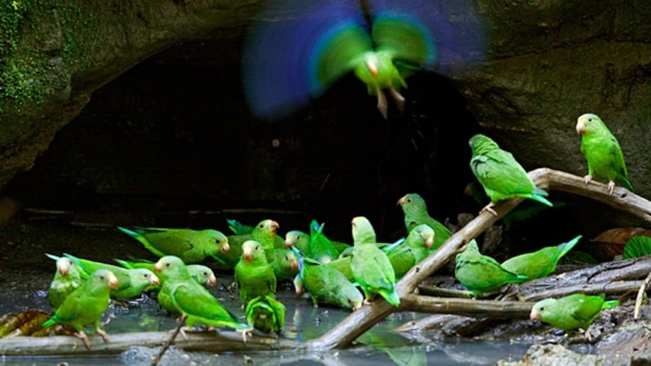 The Ecuadorean Amazon