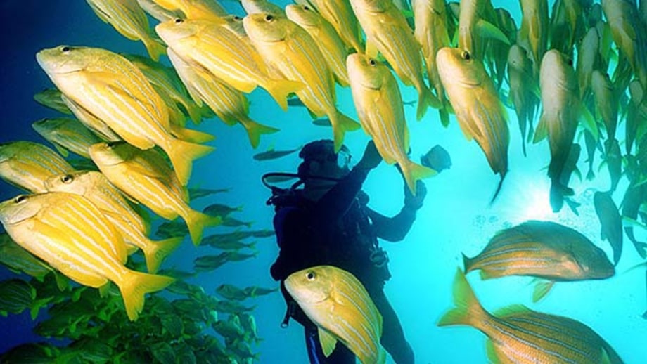 Cabo Pulmo, Mexico