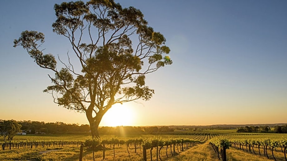 The Locavore: Barossa, Australia