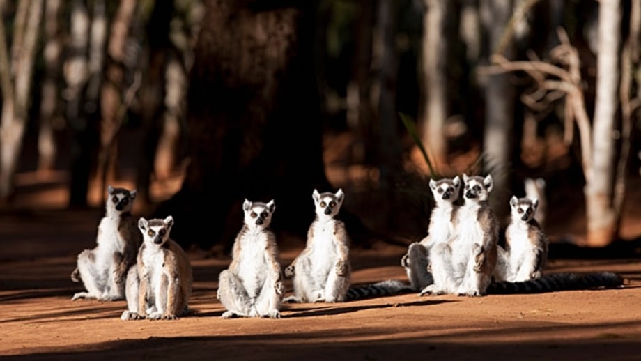 Berenty Reserve, Madagascar