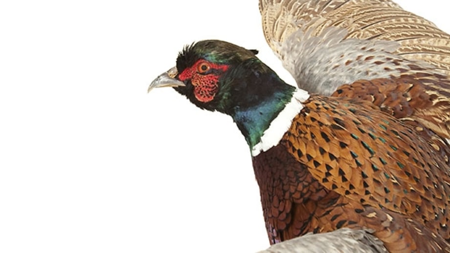 Don't buy birds.