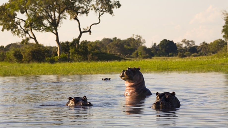 Big-Game Spotting in Africa (South Africa & Botswana)
