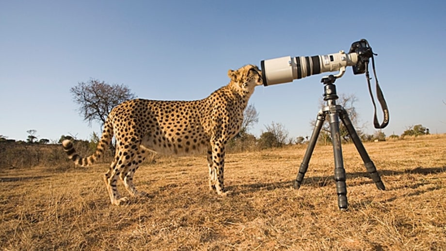 Bring a Great Camera