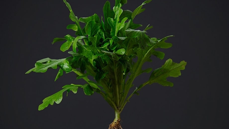 Arugula