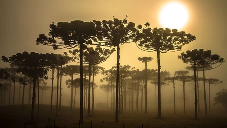 Curitiba