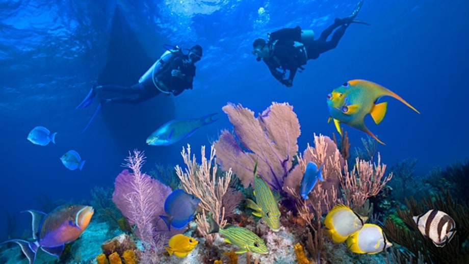 Dive the Galapagos.