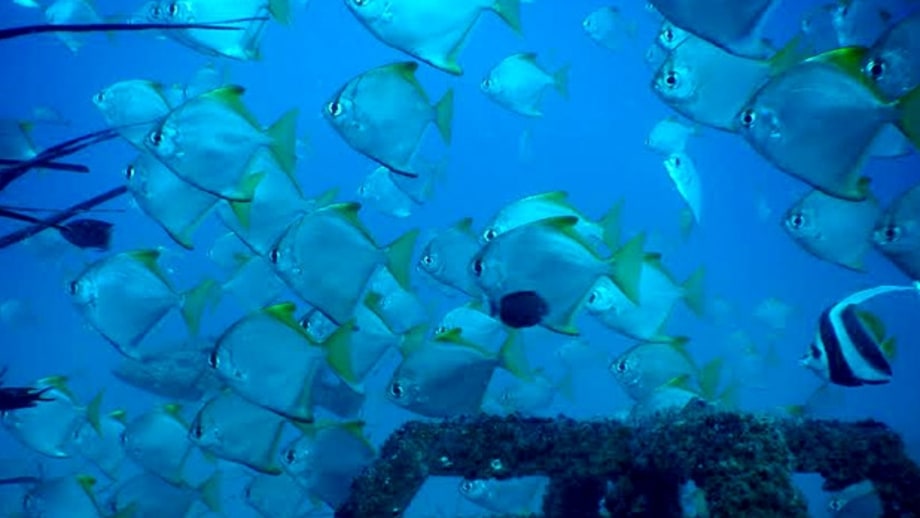 Temple Reef
