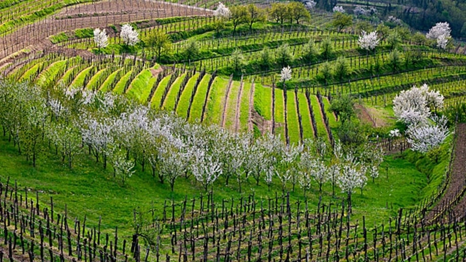 Slovenia Wine Country