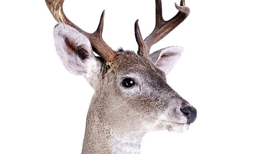 Examine eyes, ears, and noses.
